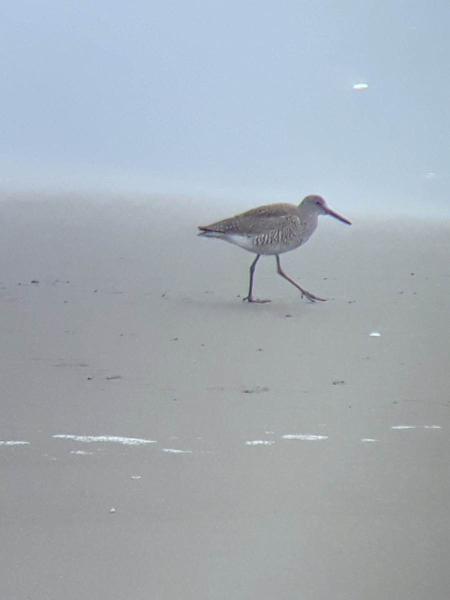 Willet - ML356202091