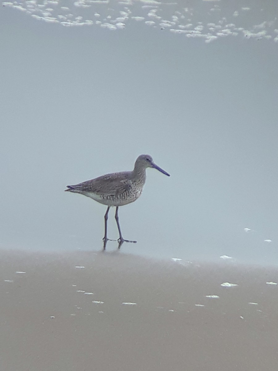 Willet - ML356202121