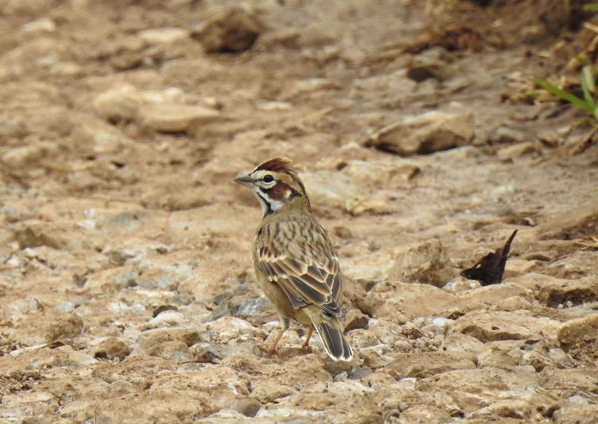 Bruant à joues marron - ML356202651