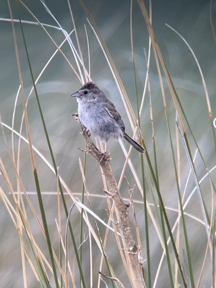 Cassin's Sparrow - ML356203031