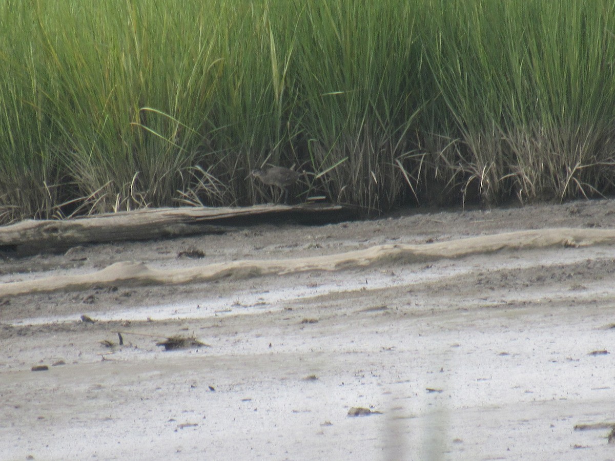 Clapper Rail - ML356203151