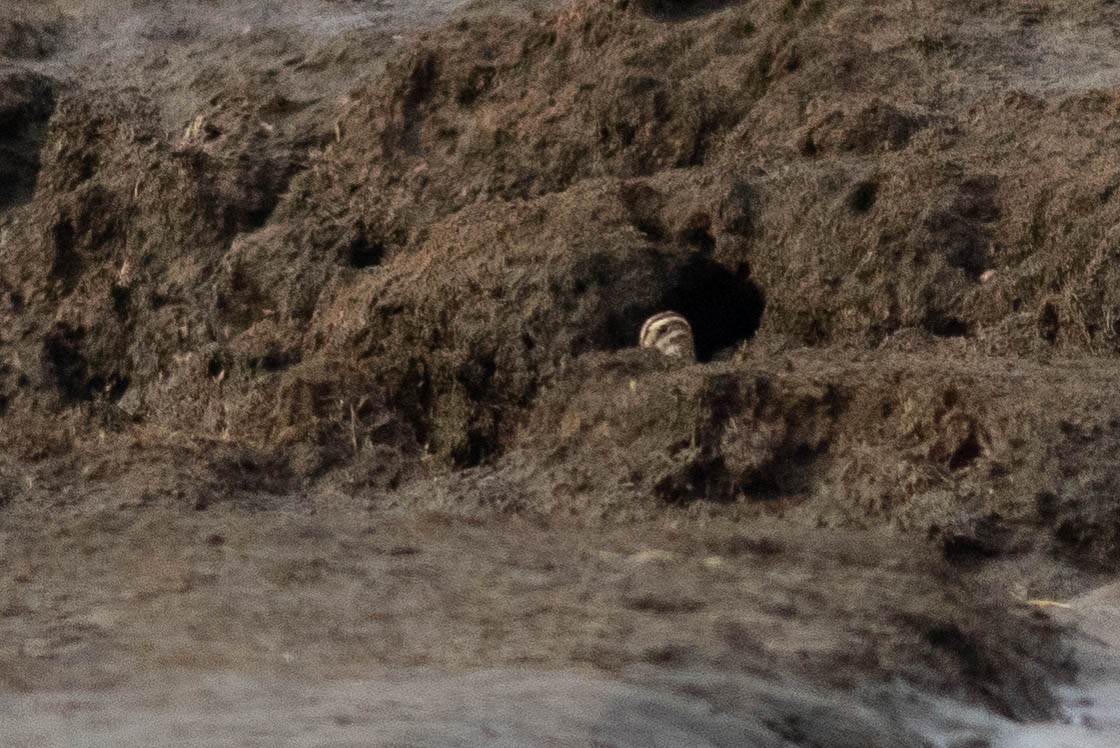 Wilson's Snipe - ML356204281