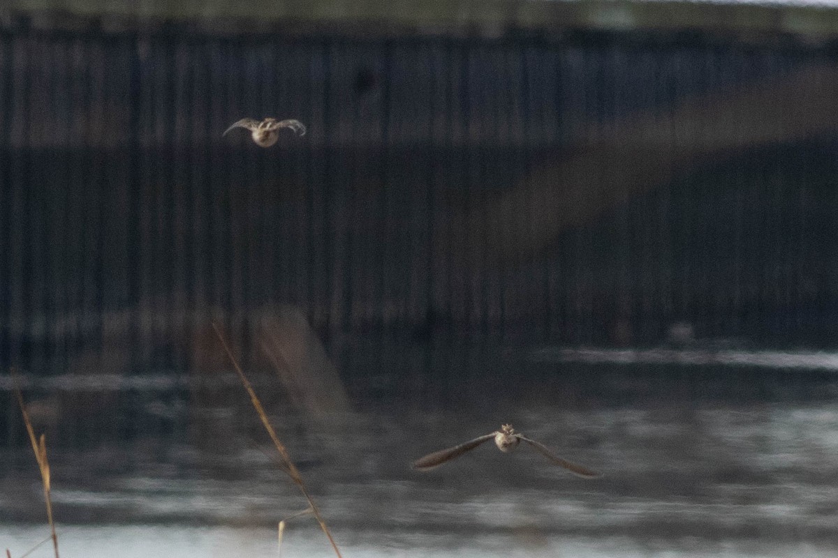 Wilson's Snipe - ML356204331