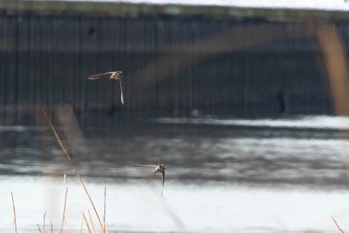 Wilson's Snipe - ML356204451