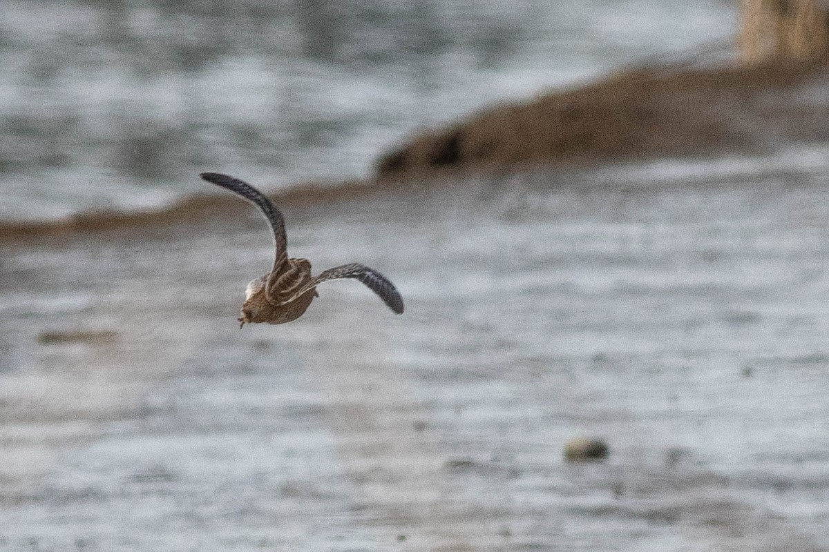 Wilson's Snipe - ML356204461