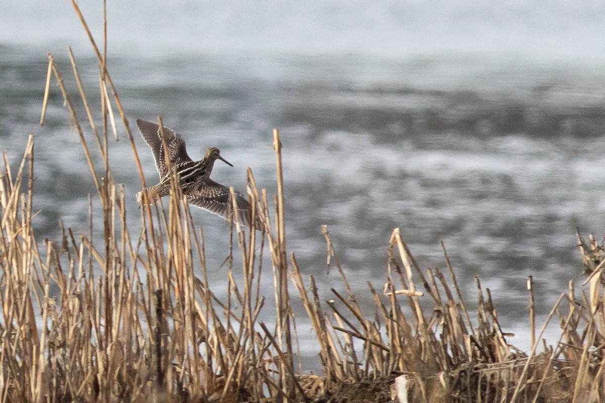 Wilson's Snipe - ML356204471