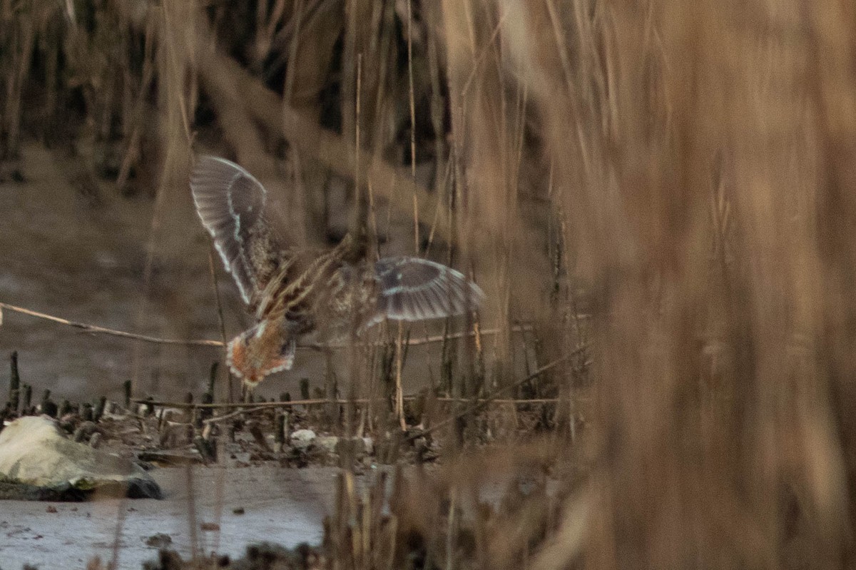 Wilson's Snipe - ML356204641