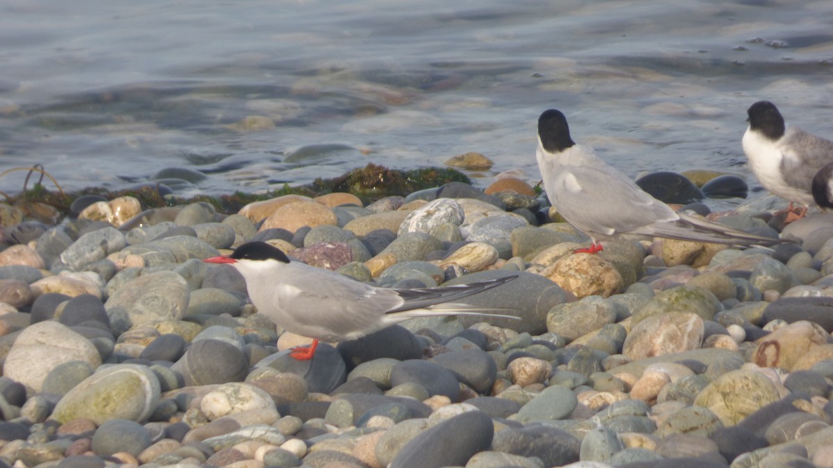 Arctic Tern - ML356206311