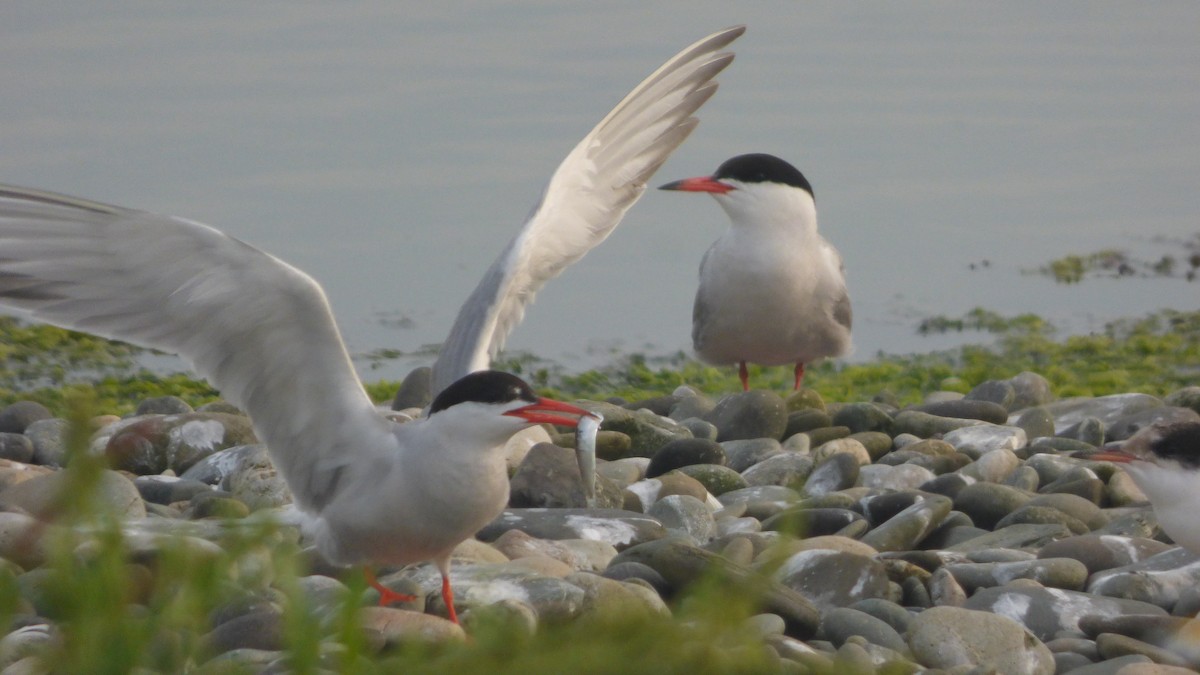 Common Tern - Jack Shutt