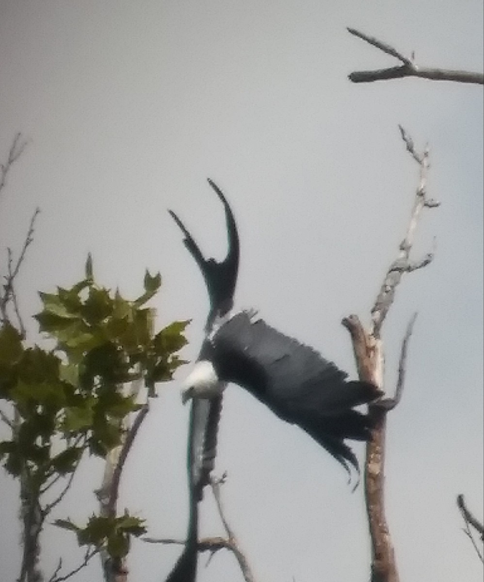 Swallow-tailed Kite - ML356206751