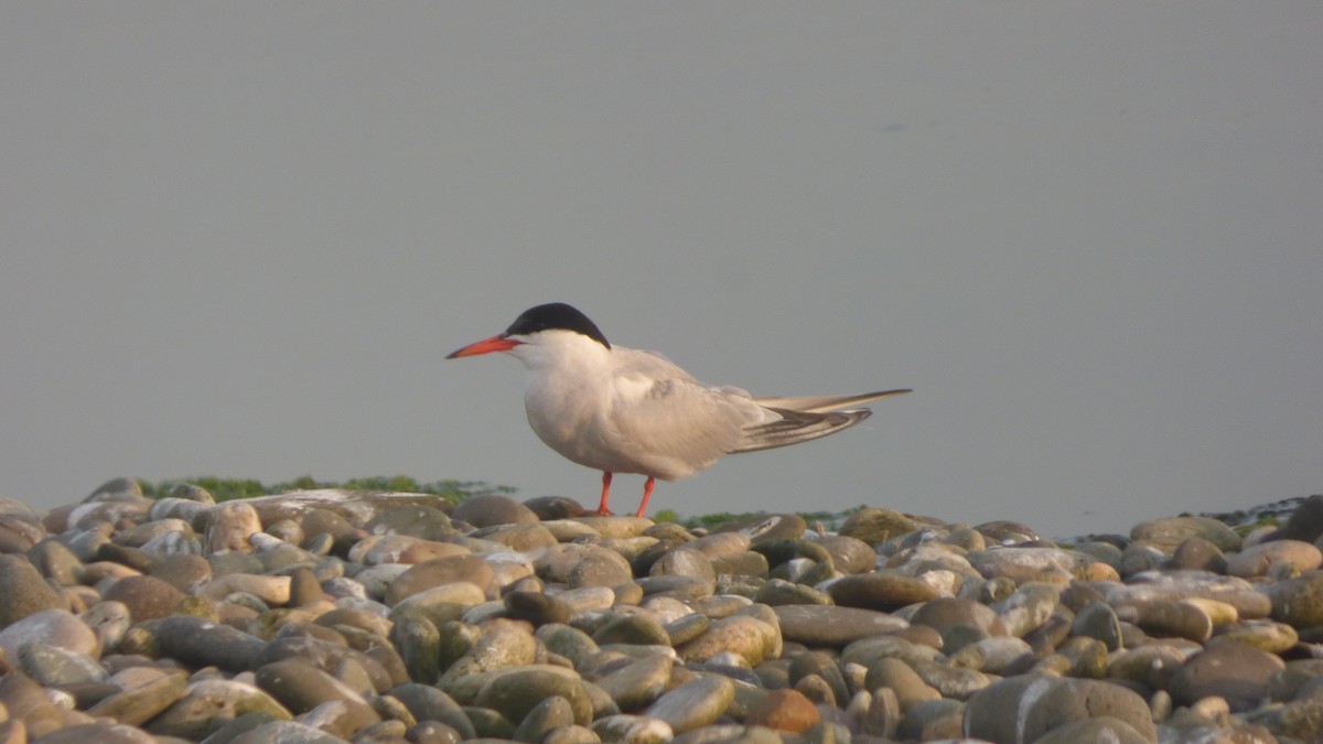 Common Tern - Jack Shutt