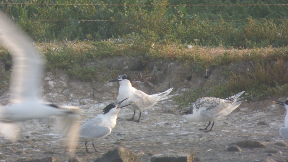 Sandwich Tern - Jack Shutt