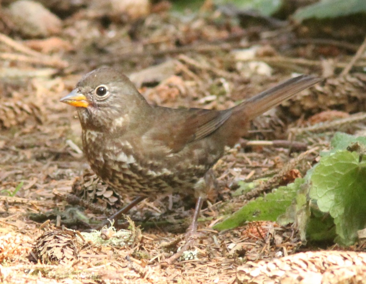 Fox Sparrow - ML35620771