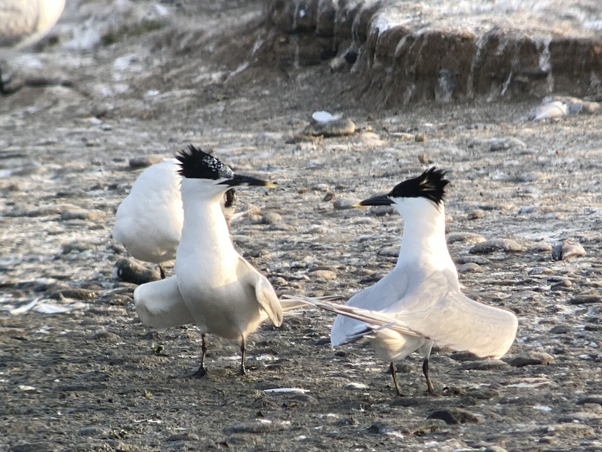 Sandwich Tern - Jack Shutt