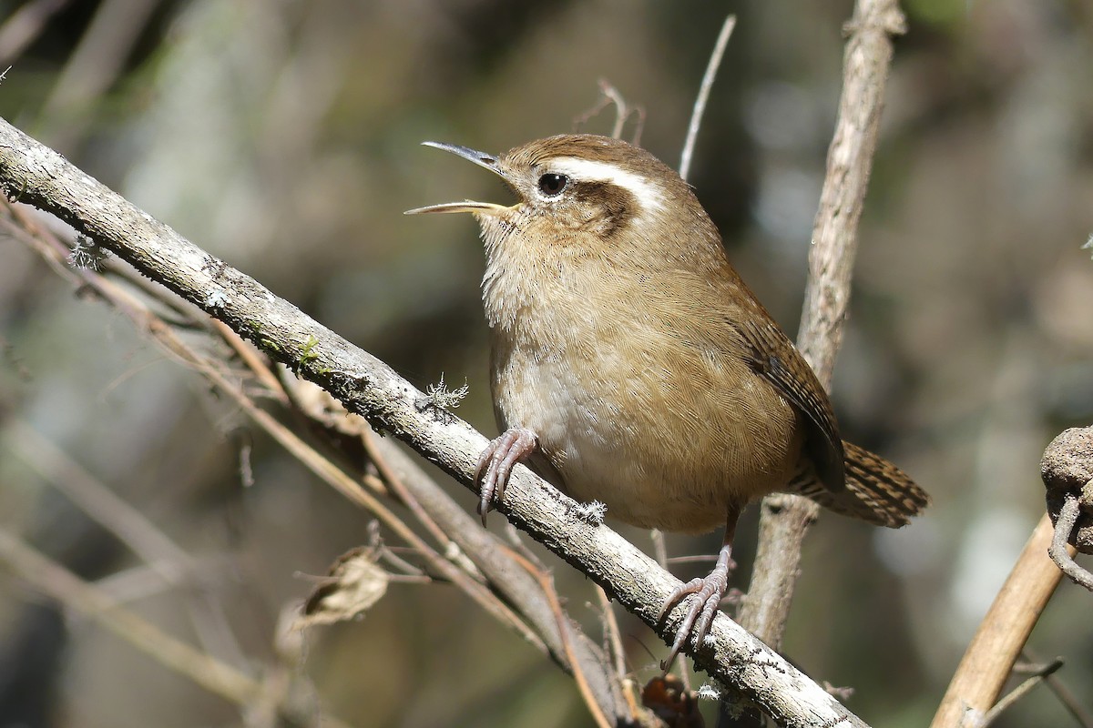 Mountain Wren - Jorge  Quiroga