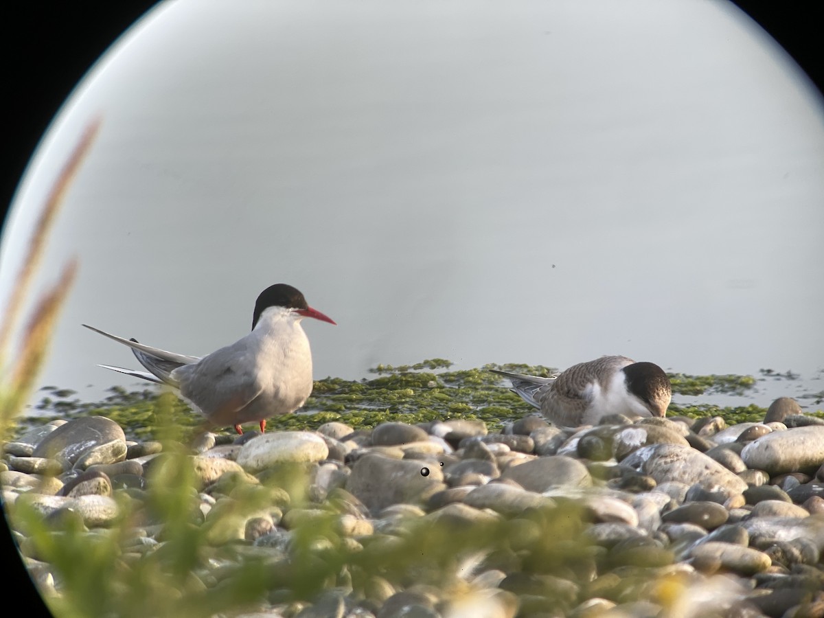 Arctic Tern - ML356209091