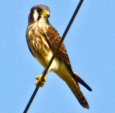 American Kestrel - ML356209641