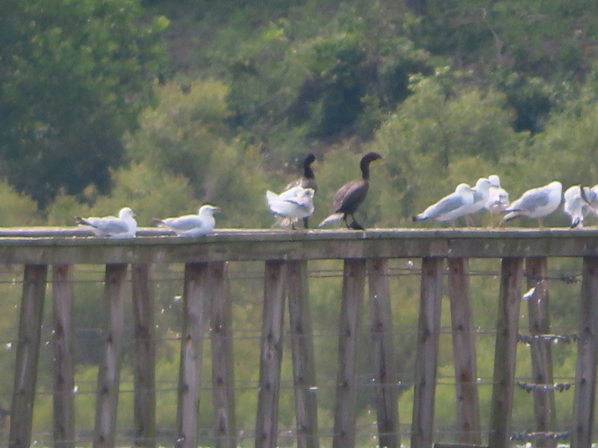 Double-crested Cormorant - ML356209921