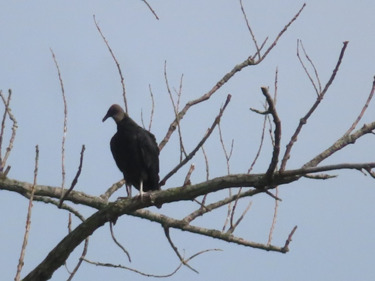 Black Vulture - ML356210231