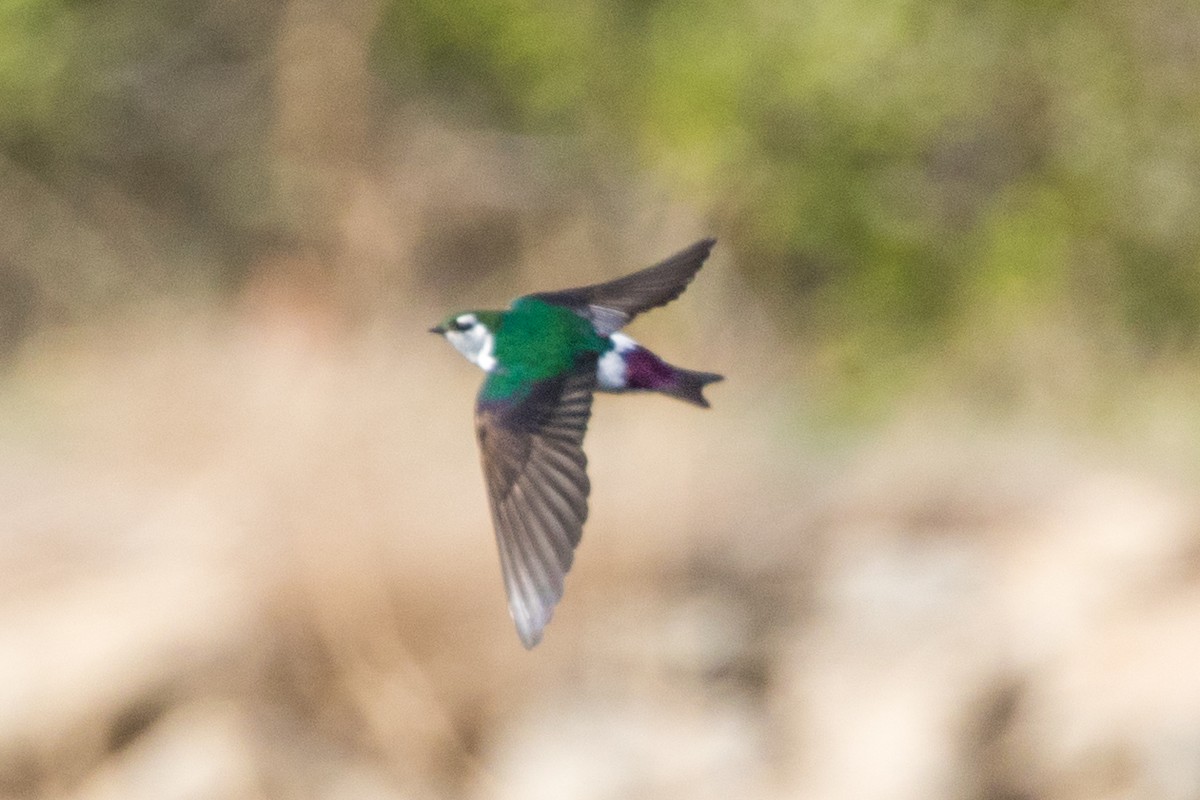 Violet-green Swallow - ML356211151