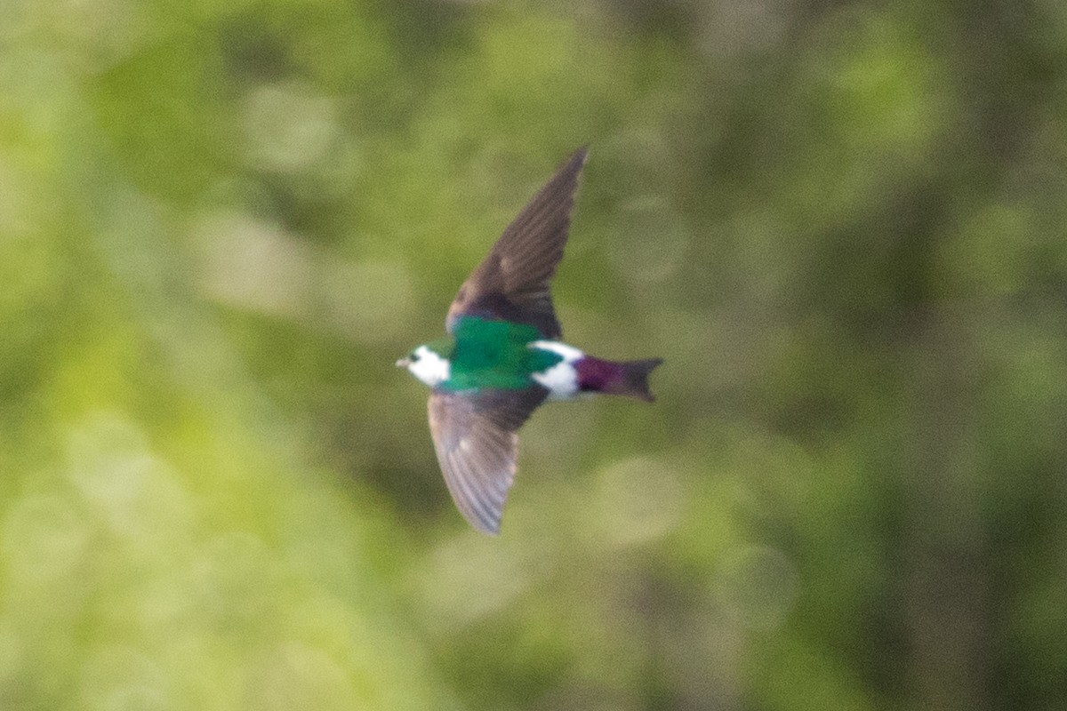 Violet-green Swallow - ML356211161