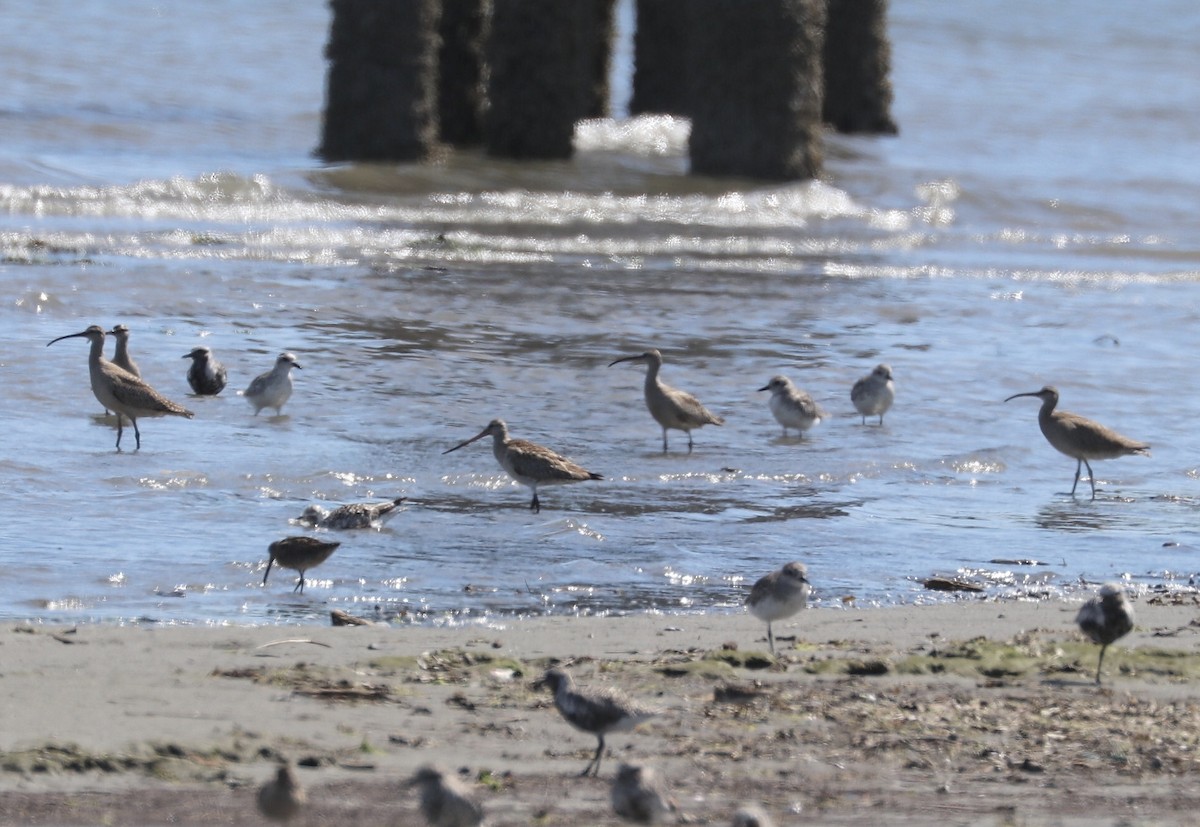 Bar-tailed Godwit - ML356211531