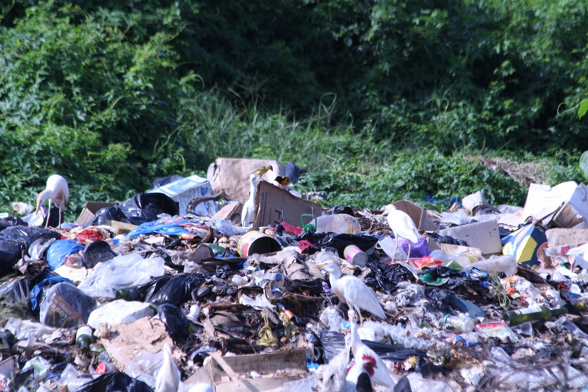 Tisserin gendarme - ML356212991