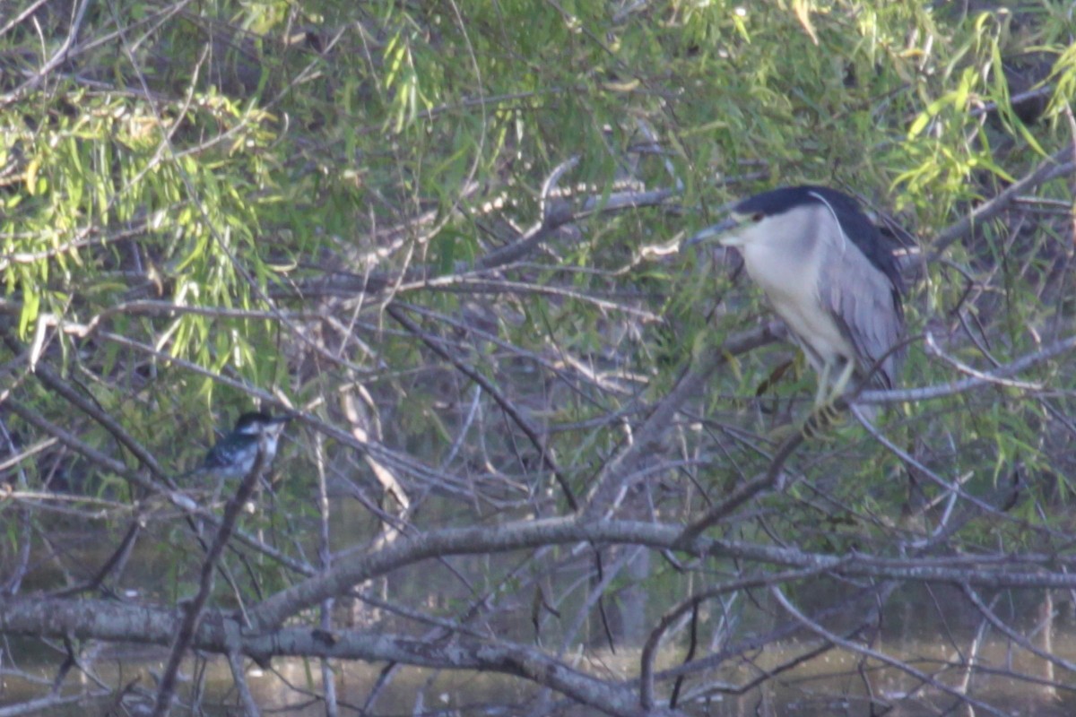 Black-crowned Night Heron - ML356213391