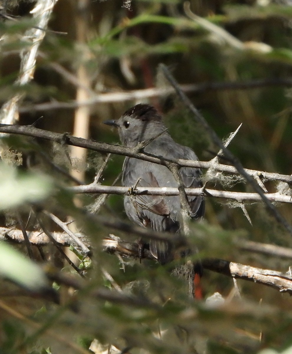 Gray Catbird - ML356213491