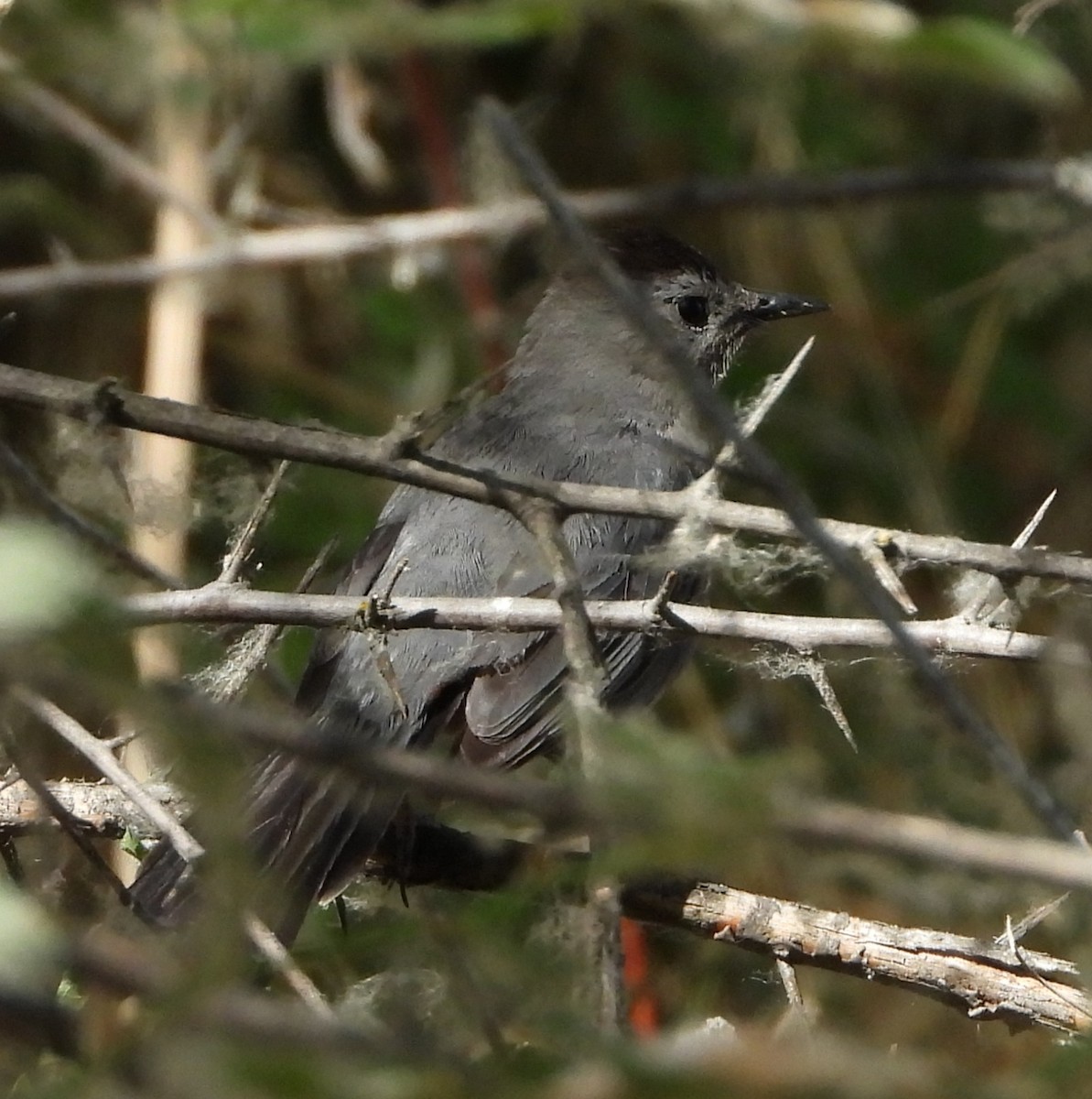 Gray Catbird - ML356213501