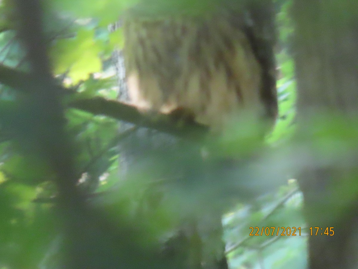 Barred Owl - ML356215031