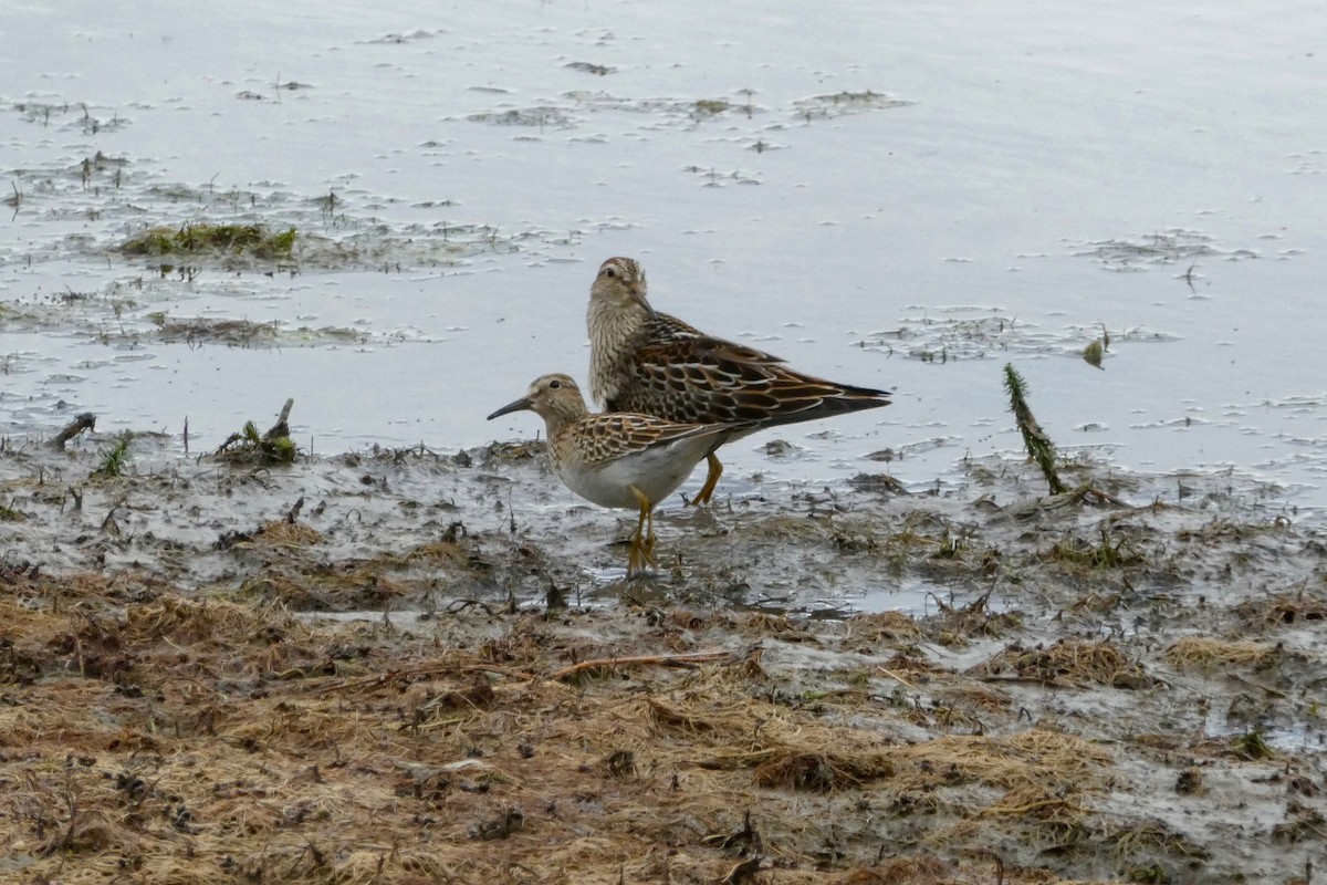 Pectoral Sandpiper - ML35621521