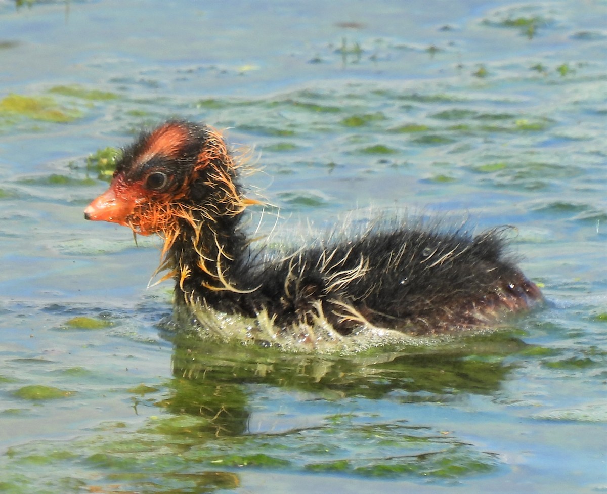 American Coot - Rick Bennett