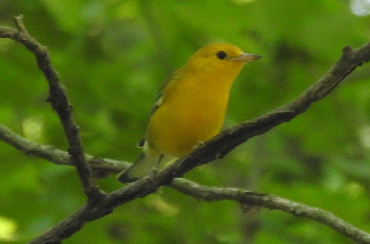 Prothonotary Warbler - ML356217301