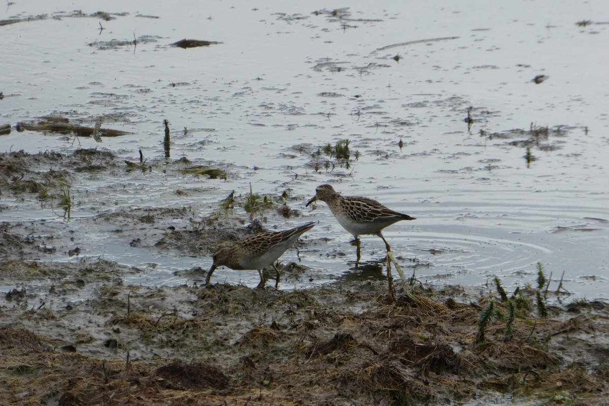 Pectoral Sandpiper - ML35621731