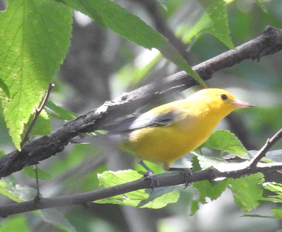 Prothonotary Warbler - ML356217351