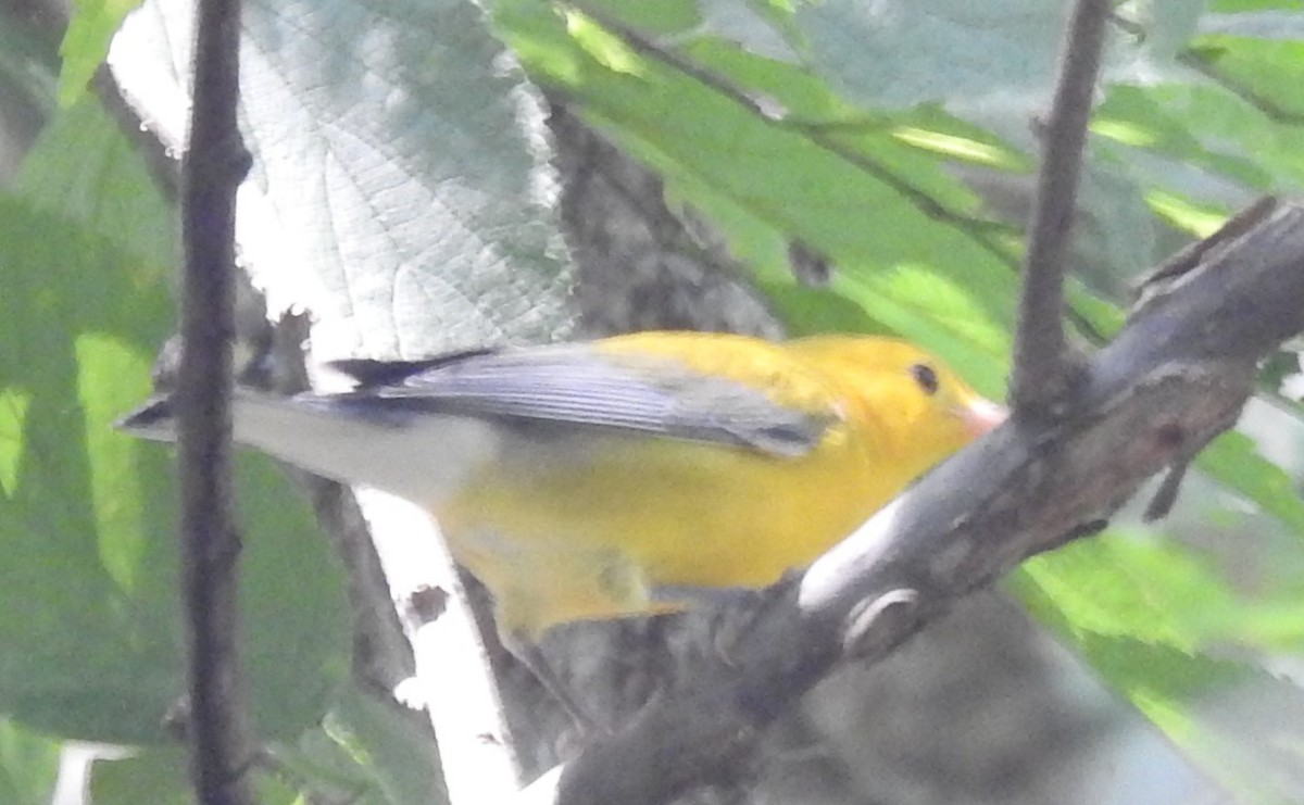 Prothonotary Warbler - ML356217431