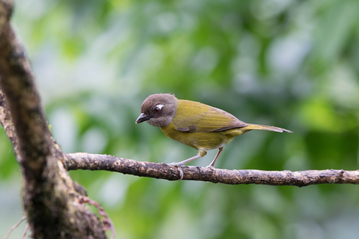 Common Chlorospingus - Matthew Bell