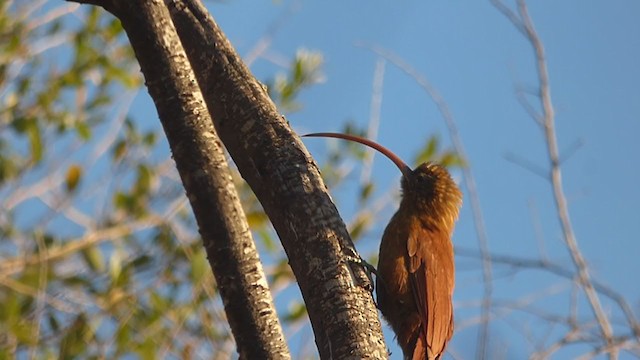 Red-billed Scythebill - ML356222381