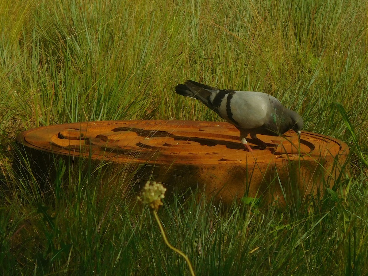 Rock Pigeon (Feral Pigeon) - ML356222441