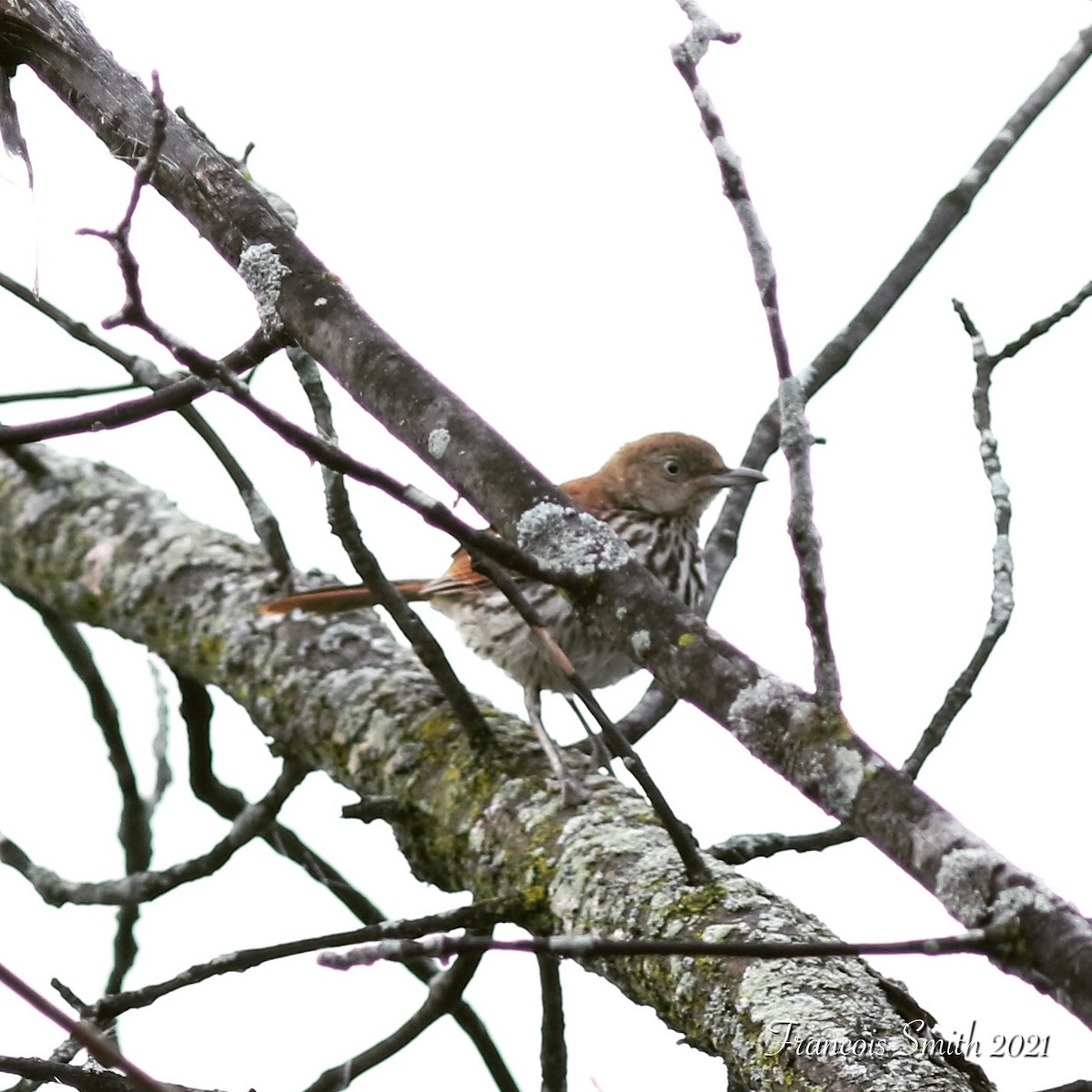 Brown Thrasher - François Smith