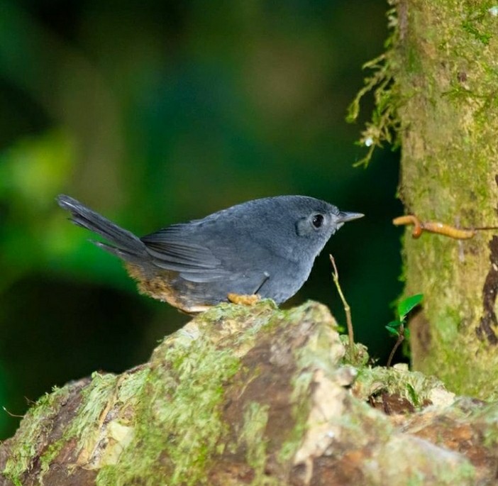 Rock Tapaculo - ML356222781