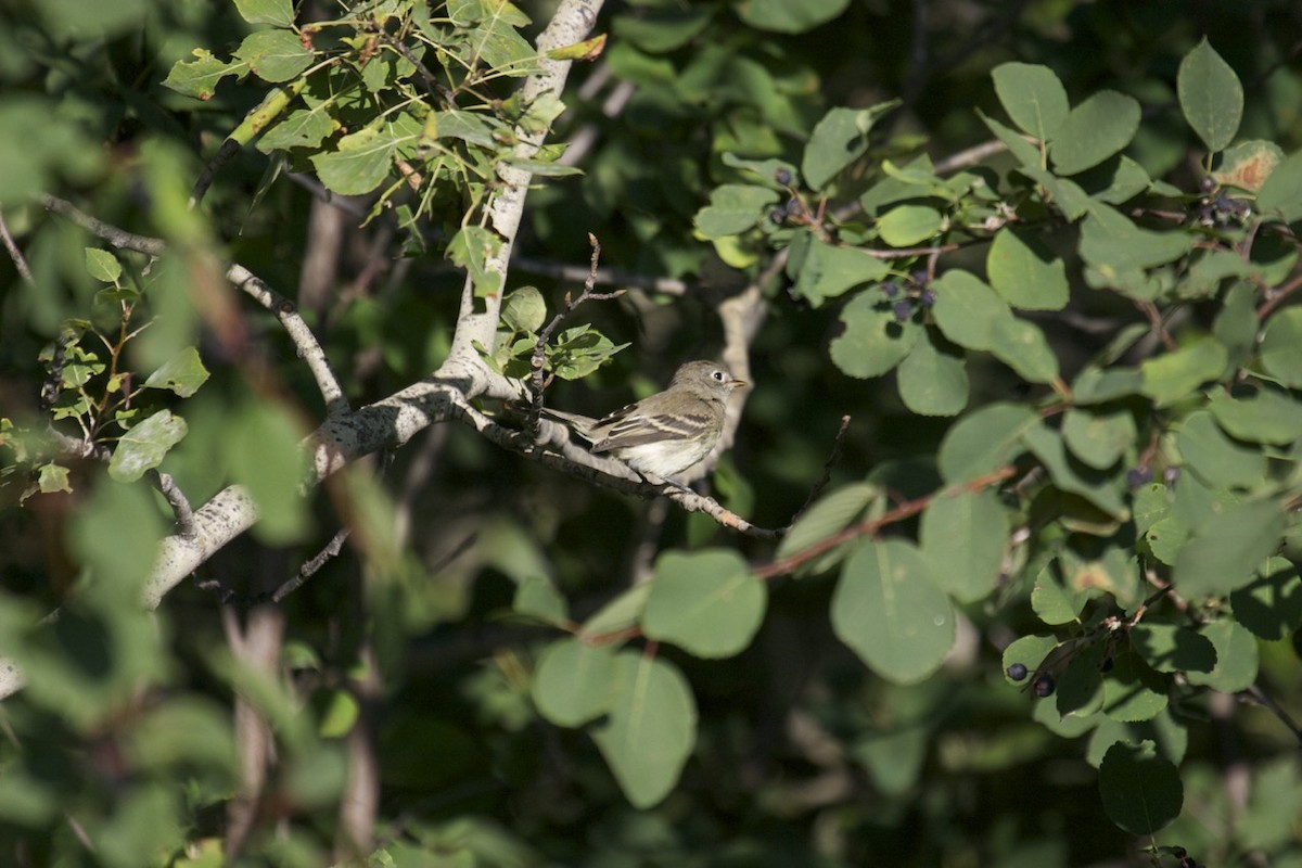 Least Flycatcher - ML35622301