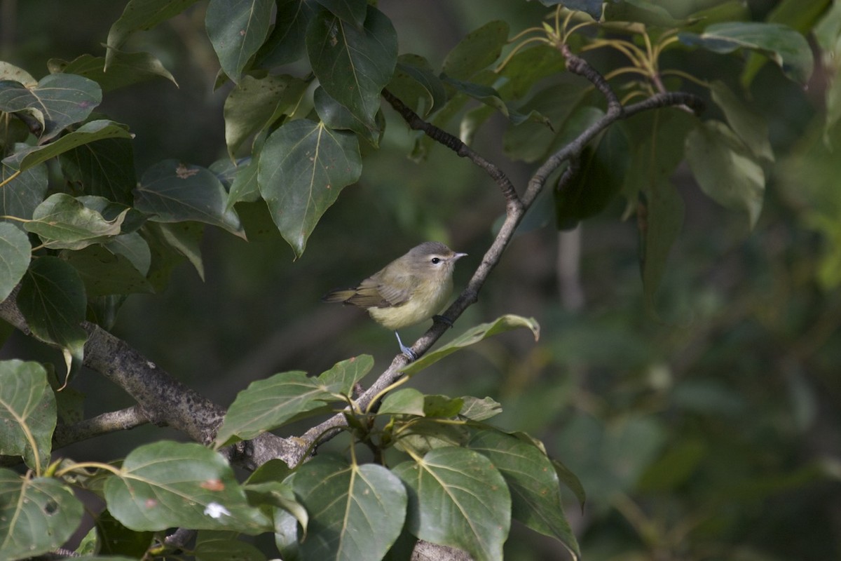 Warbling Vireo - ML35622311