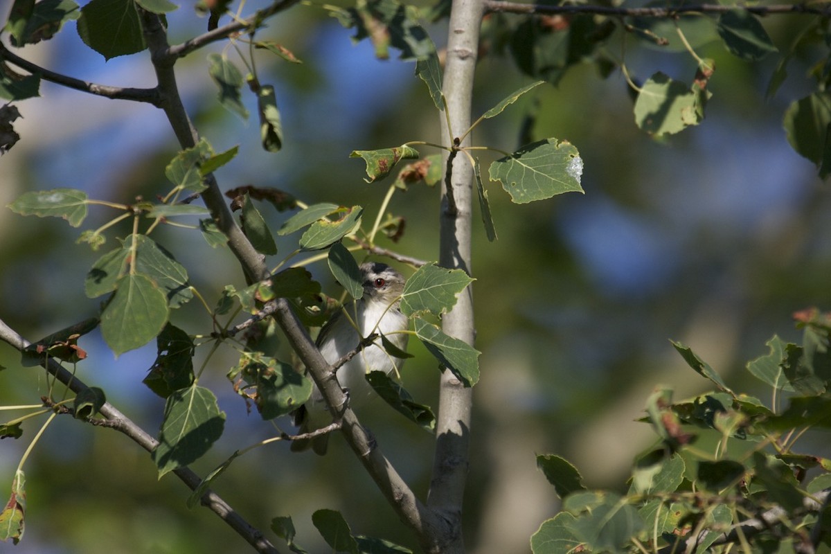 Red-eyed Vireo - ML35622331