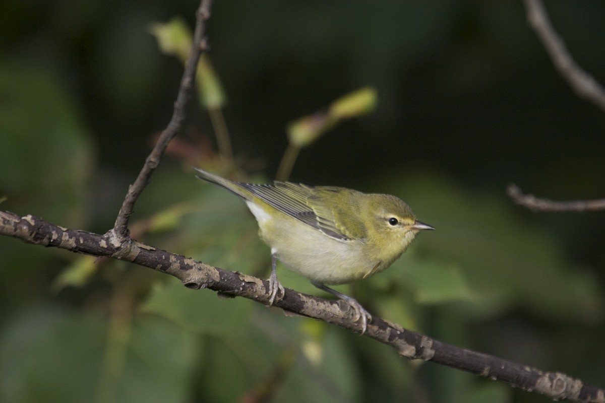 Tennessee Warbler - ML35622341