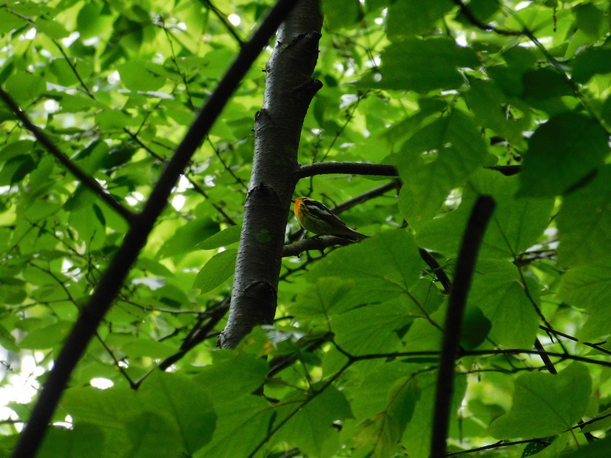 Blackburnian Warbler - ML356224371