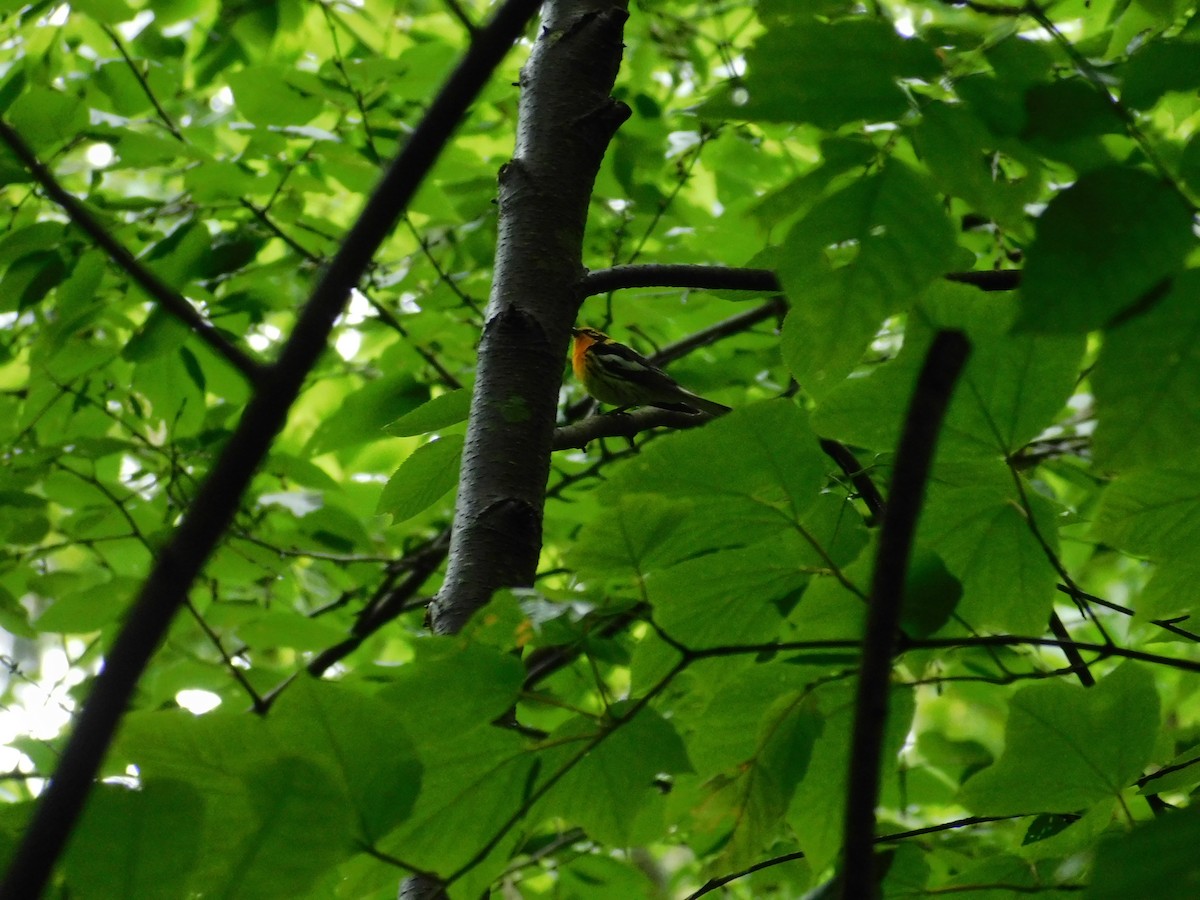 Blackburnian Warbler - ML356224401