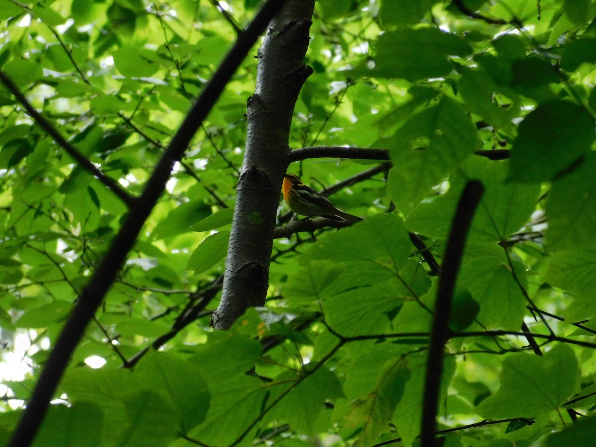 Blackburnian Warbler - ML356224481