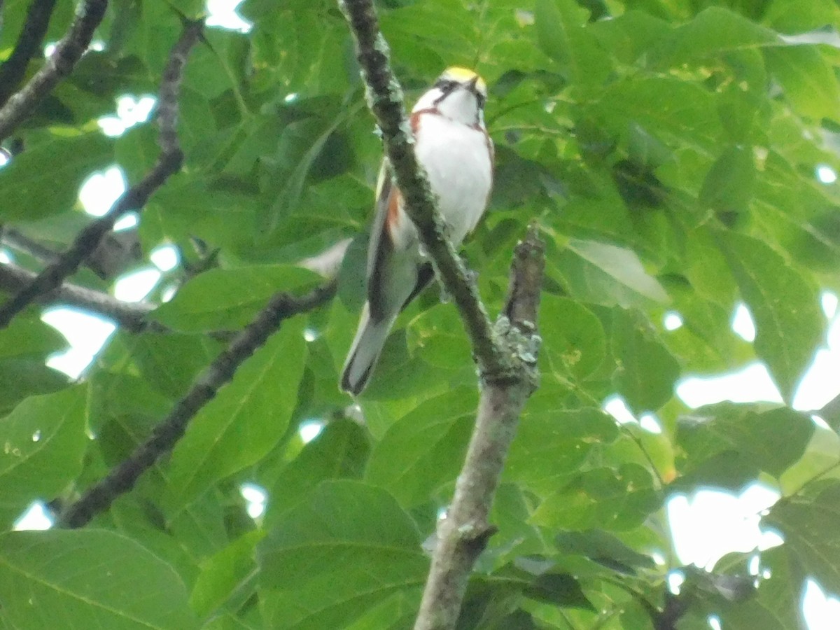 Chestnut-sided Warbler - ML356224561